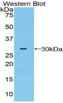 Invitrogen VWA1 Polyclonal Antibody:Antibodies:Primary Antibodies