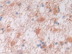 Invitrogen VWA3A Polyclonal Antibody:Antibodies:Primary Antibodies