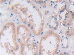 Invitrogen VWA3A Polyclonal Antibody:Antibodies:Primary Antibodies