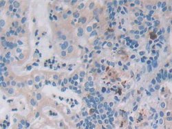 Invitrogen VWA3A Polyclonal Antibody:Antibodies:Primary Antibodies