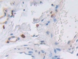 Invitrogen VWA3A Polyclonal Antibody:Antibodies:Primary Antibodies