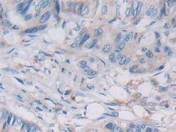 Invitrogen VWA3A Polyclonal Antibody:Antibodies:Primary Antibodies
