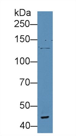 Invitrogen VWA3A Polyclonal Antibody:Antibodies:Primary Antibodies