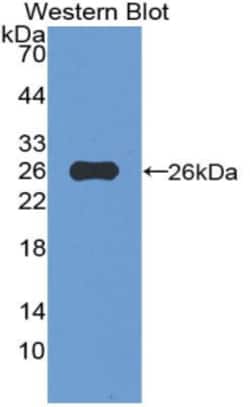 Invitrogen VWA3A Polyclonal Antibody:Antibodies:Primary Antibodies