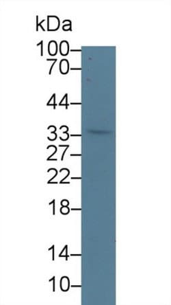 Invitrogen WFDC1 Polyclonal Antibody 200 &mu;L; Unconjugated:Antibodies,