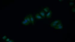 Invitrogen XIAP Polyclonal Antibody:Antibodies:Primary Antibodies