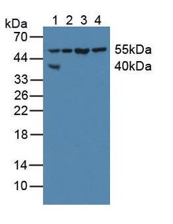 Invitrogen XIAP Polyclonal Antibody:Antibodies:Primary Antibodies