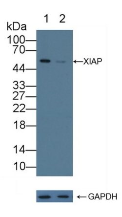 Invitrogen XIAP Polyclonal Antibody:Antibodies:Primary Antibodies