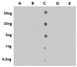 Invitrogen 5-Hydroxymethylcytosine (5-hmC) Polyclonal Antibody 100 &mu;L;