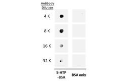Invitrogen 5-Hydroxytryptophan Polyclonal Antibody 100 &mu;L; Unconjugated:Antibodies,