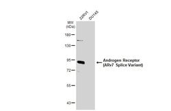Invitrogen Androgen Receptor (ARv7 Splice Variant) Polyclonal Antibody