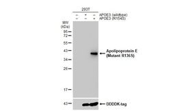Invitrogen APOE (R136S Mutant) Polyclonal Antibody 100 &mu;L; Unconjugated:Antibodies,