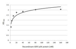 Invitrogen African Swine Fever Virus Structural Protein p54 Polyclonal