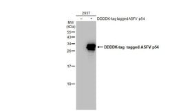 Invitrogen African Swine Fever Virus Structural Protein p54 Polyclonal