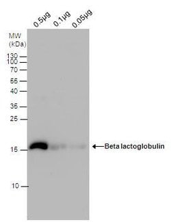 Invitrogen Beta Lactoglobulin Polyclonal Antibody 1 mL; Unconjugated:Antibodies,