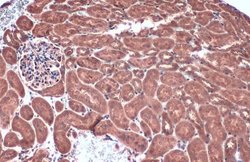 Caspase 1 p10 Polyclonal Antibody, Invitrogen 100 &mu;L; Unconjugated:Antibodies,
