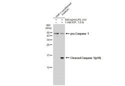 Caspase 1 p10 Polyclonal Antibody, Invitrogen 100 &mu;L; Unconjugated:Antibodies,