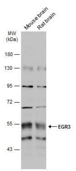 Invitrogen EGR3 Polyclonal Antibody 100 &mu;L; Unconjugated:Antibodies,