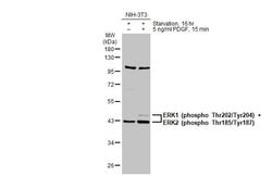 Invitrogen Phospho-ERK1/ERK2 (Thr185, Tyr187, Thr202, Tyr204) Polyclonal Antibody 100 &mu;L | Buy Online | Invitrogen&trade; | Fisher Scientific