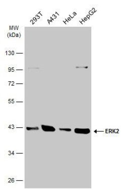 Invitrogen ERK2 Polyclonal Antibody 100 &mu;L; Unconjugated:Antibodies,