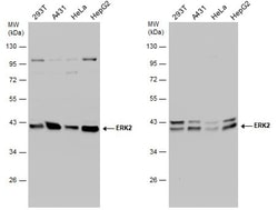 Invitrogen ERK2 Polyclonal Antibody 100 &mu;L; Unconjugated:Antibodies,