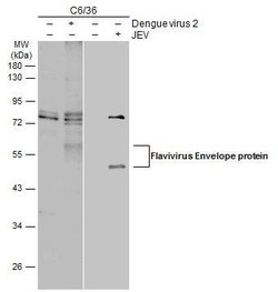 Invitrogen&trade;&nbsp;Flavivirus Envelope Polyclonal Antibody