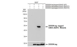 Invitrogen GNAS (R201C Mutant) Polyclonal Antibody 100 &mu;L; Unconjugated:Antibodies,