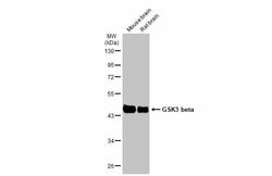Invitrogen GSK3B Polyclonal Antibody 100 &mu;L | Buy Online | Invitrogen&trade; | Fisher Scientific