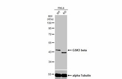 Invitrogen GSK3B Polyclonal Antibody 100 &mu;L | Buy Online | Invitrogen&trade; | Fisher Scientific