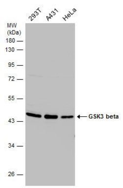 Invitrogen GSK3B Polyclonal Antibody 100 &mu;L | Buy Online | Invitrogen&trade; | Fisher Scientific