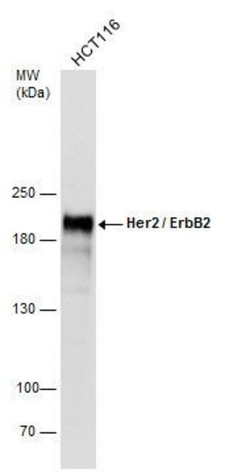 Invitrogen ErbB2 (HER-2) Polyclonal Antibody 100 &mu;L; Unconjugated:Antibodies,