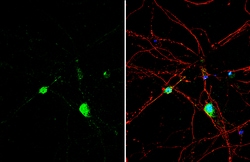 Invitrogen Histamine Polyclonal Antibody 100 &mu;L | Buy Online | Invitrogen&trade; | Fisher Scientific