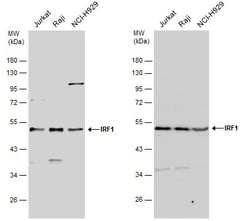 Invitrogen IRF1 Polyclonal Antibody 100 &mu;L; Unconjugated:Antibodies,