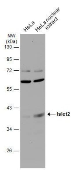 Invitrogen ISL2 Polyclonal Antibody 100 &mu;L; Unconjugated:Antibodies,