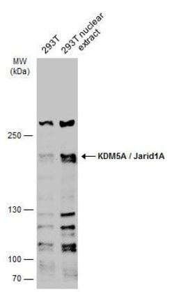 KDM5A Polyclonal Antibody:Antibodies, Polyclonal