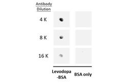 Invitrogen Levodopa Polyclonal Antibody 100 μL; Unconjugated:Antibodies,