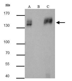Invitrogen mCherry Polyclonal Antibody 100 &mu;L; Unconjugated:Antibodies,