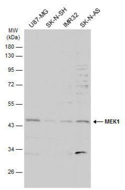 Invitrogen MEK1 Polyclonal Antibody 100 &mu;L; Unconjugated:Antibodies,