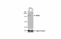 Invitrogen MEK1 Polyclonal Antibody 100 &mu;L | Buy Online | Invitrogen&trade; | Fisher Scientific