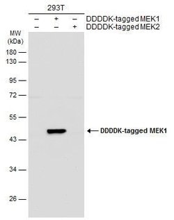 Invitrogen MEK1 Polyclonal Antibody 100 &mu;L; Unconjugated:Antibodies,