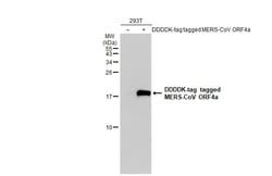 Invitrogen MERS Coronavirus ORF4a Polyclonal Antibody 100 &mu;L; Unconjugated:Antibodies,