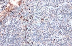 Invitrogen Myeloperoxidase Polyclonal Antibody 100 &mu;L; Unconjugated:Antibodies,