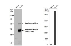 Invitrogen Myeloperoxidase Polyclonal Antibody 100 &mu;L; Unconjugated:Antibodies,