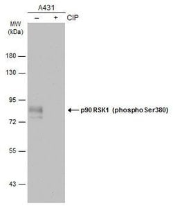 Invitrogen Phospho-RSK1 (Ser380) Polyclonal Antibody 100 &mu;L; Unconjugated:Antibodies,
