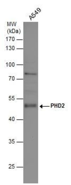 Invitrogen PHD2 Polyclonal Antibody 100 &mu;L; Unconjugated:Antibodies,