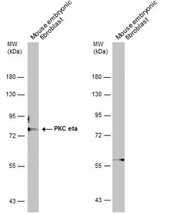 Invitrogen PKC eta Polyclonal Antibody 100 &mu;L; Unconjugated:Antibodies,
