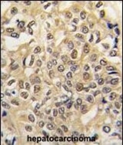 Invitrogen UBE1 Polyclonal Antibody 400 &mu;L; Unconjugated:Antibodies,