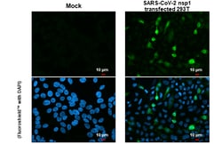 Invitrogen SARS-CoV-2 NSP1 Polyclonal Antibody 100 &mu;L; Unconjugated:Antibodies,