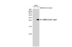 Invitrogen SARS-CoV-2 NSP1 Polyclonal Antibody 100 &mu;L; Unconjugated:Antibodies,