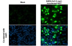 Invitrogen SARS-CoV-2 NSP1 Polyclonal Antibody 100 &mu;L; Unconjugated:Antibodies,